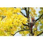 Oleo-Mac GST 360 professzionális egykezes benzinmotoros láncfűrész