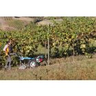 Bertolini BT 407 S benzinmotoros kultivátor Honda motorral